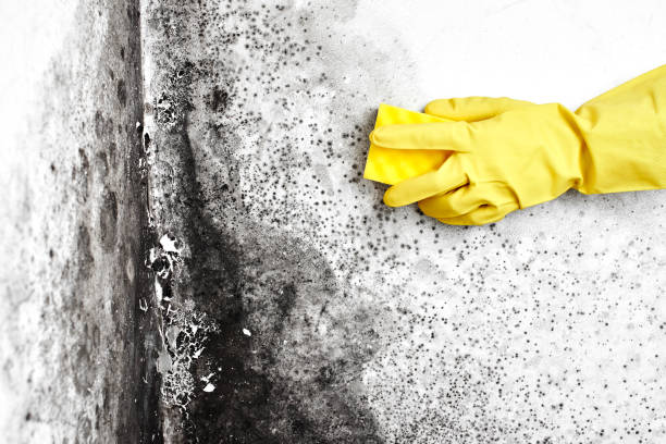 Home Mold Removal in South Fallsburg, NY