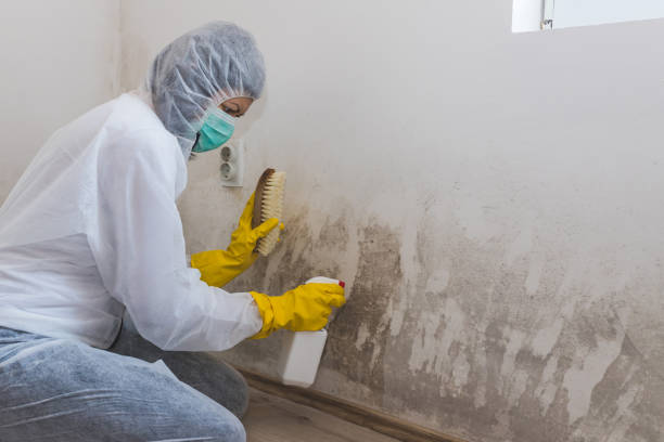 Best Commercial Mold Removal  in South Fallsburg, NY