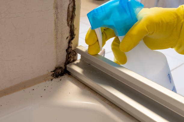Best Professional Mold Removal  in South Fallsburg, NY