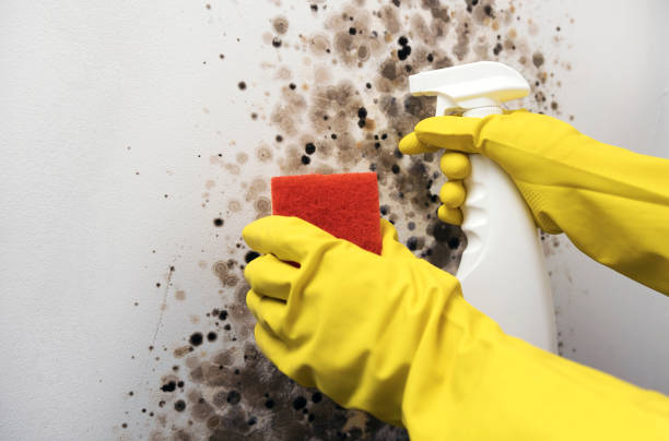 Best Mold Remediation  in South Fallsburg, NY