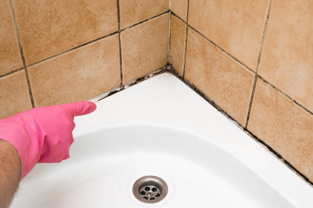 Best Toxic Mold Removal  in South Fallsburg, NY